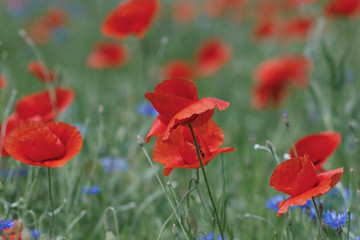 Flowers Red poppies and blue cornflowers blossom on wild field.