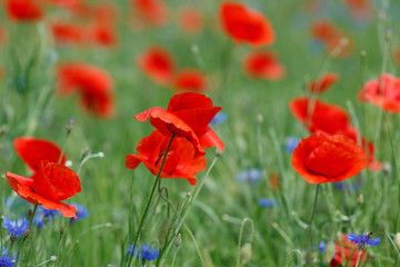 Plakat Flowers Red poppies and blue cornflowers blossom on wild field.