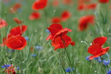 Flowers Red poppies and blue cornflowers blossom on wild field.