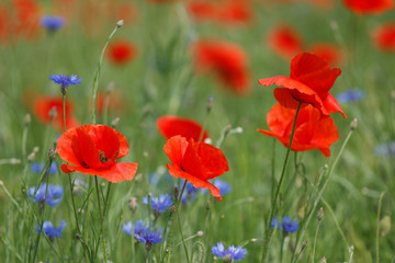 Flowers Red poppies and blue cornflowers blossom on wild field.