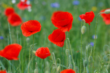 Flowers Red poppies and blue cornflowers blossom on wild field.