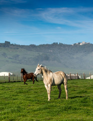 horses on a meadow