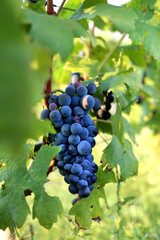 Fototapeta premium Black grape hanging on the branch in the summer day. Harvest time. Wine production.