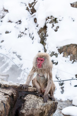 Naklejka premium Snow monkey sitting near the hot spring at Jigokudani Yaen-Koen (Wild Snow Monkey Park), Nagano Prefecture, Japan.