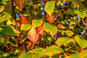 Colorful autumn leaves in the evening sunlight.