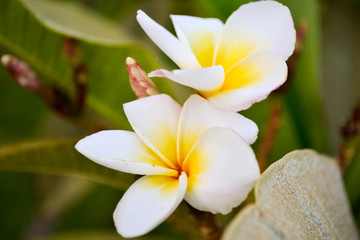 Beautiful bunch of frangipani flowers. Maclo photo shot. Botany wallpaper. White and yellow blooming plumeria on blue sky background. Fresh tropical spa flowers. Asia floral garden. Blurred backdrop