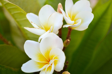 Fototapeta premium Beautiful bunch of frangipani flowers. Maclo photo shot. Botany wallpaper. White and yellow blooming plumeria on blue sky background. Fresh tropical spa flowers. Asia floral garden. Blurred backdrop