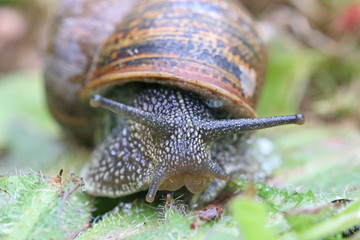 Close up of a garden snail