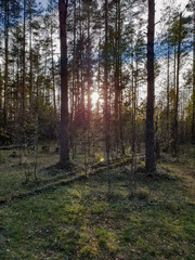 Fototapeta premium Forest in autumn