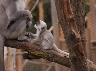 Baby monkey asking something to his mom