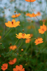 Obraz na płótnie Canvas orange wild flower green grass blurred background