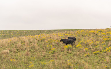 Extensive cattle field and cloudy day 02