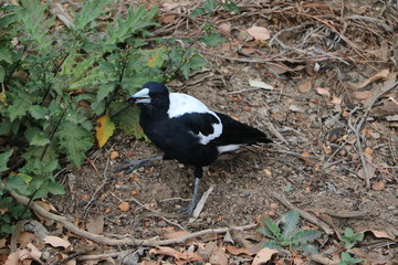 Gymnorhina tibicen in Western Australia