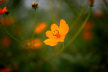 orange wild flower green grass blurred background