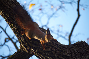Red squirrel sits on a tree branch against the blue sky