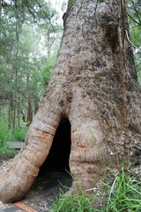 Valley of the Giants Tree Top Walk in Western Australia