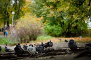 autumn park