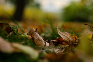 autumn leaf
