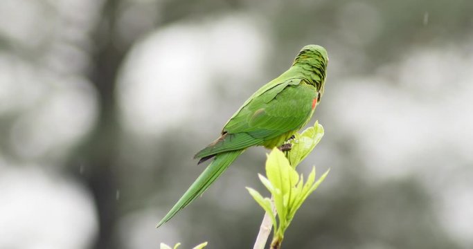 Green Parrot Sitting On Tree Branch In Amazon Jungle Rainforest, Cerrado, Tropic