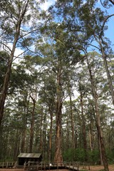 Lookout tree the Diamond Tree is a giant Karri tree, Manjimup Western Australia