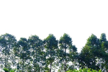 Obraz premium Tropical tall trees with leaves and branches on white isolated background for green foliage backdrop 