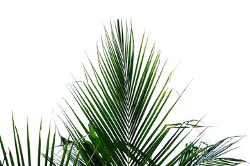 Tropical coconut tree leaves on white isolated background for green foliage backdrop 