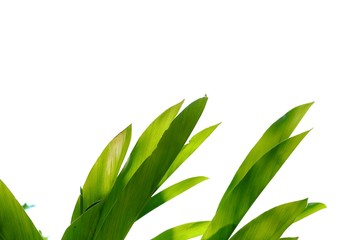 Tropical Galangal plant leaves growing in a garden with sun light on white isolated background for green foliage backdrop 