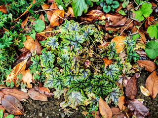 OLYMPUS DIGITAL CAMERA - MY GARDEN TODAY
