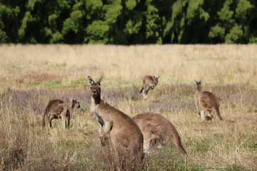 Kangaroos in Western Australia