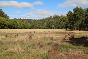 Kangaroos in Western Australia