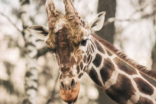 Portrait of a young male Reticulated Giraffe, Giraffa camelopardalis reticulata. Close up portrait of Masai giraffe. Giraffe head detail