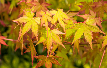 maple leaves acer palmatum 