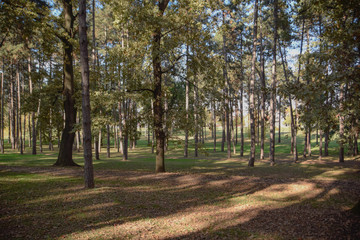Fototapeta premium in the deep woods, trees in the autumn