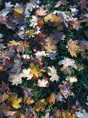 colorful autumn leaves on the ground for background