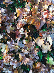 colorful autumn leaves on the ground 