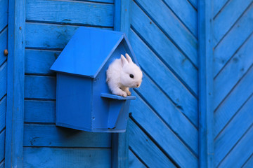 white rabbit in a blue birdhouse