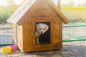 Beautiful white pooch dog in the booth on a sunny day. House for an animal. Selective focus