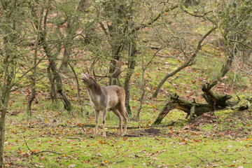 fallow deer stag roaring during the autumn rut in green wooded forest