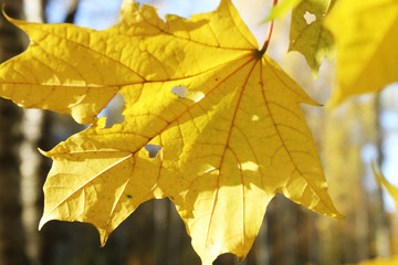 Golden autumn