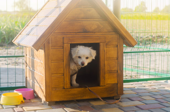 Beautiful white pooch dog in the booth on a sunny day. House for an animal. Selective focus