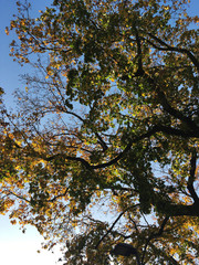 tree with branches and colorful leaves in autumn