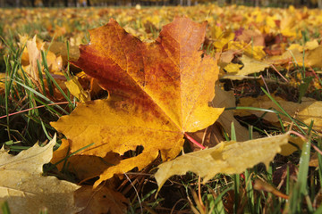 Golden autumn