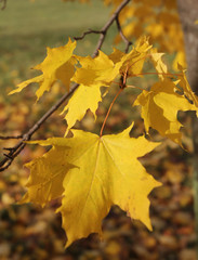 Fototapeta premium Golden autumn