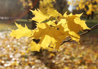 Golden autumn