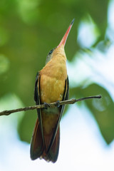 colibri