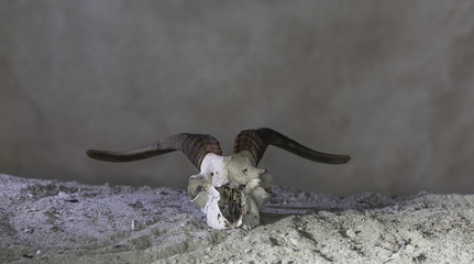 Fototapeta premium animal skull with horns on ashes