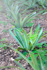 Growing pineapples in a greenhouse on the island of San Miguel, Ponta Delgada, Portugal. Pineapple is a symbol of the Azores.