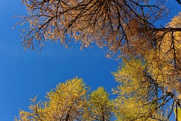 look up in the autumn larc forest