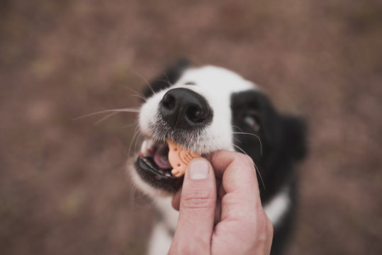 Border Collie comiendo de mi mano