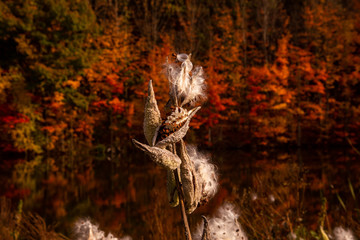 white flower fall background
